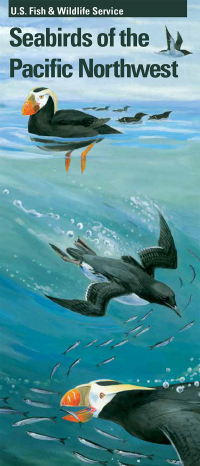 Seabirds of the Pacific Northwest (Folder Brochure)